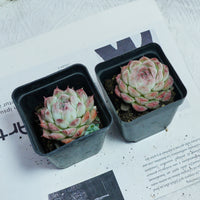 2'' Echeveria Rose Queen, Rare Live Succulent Plants