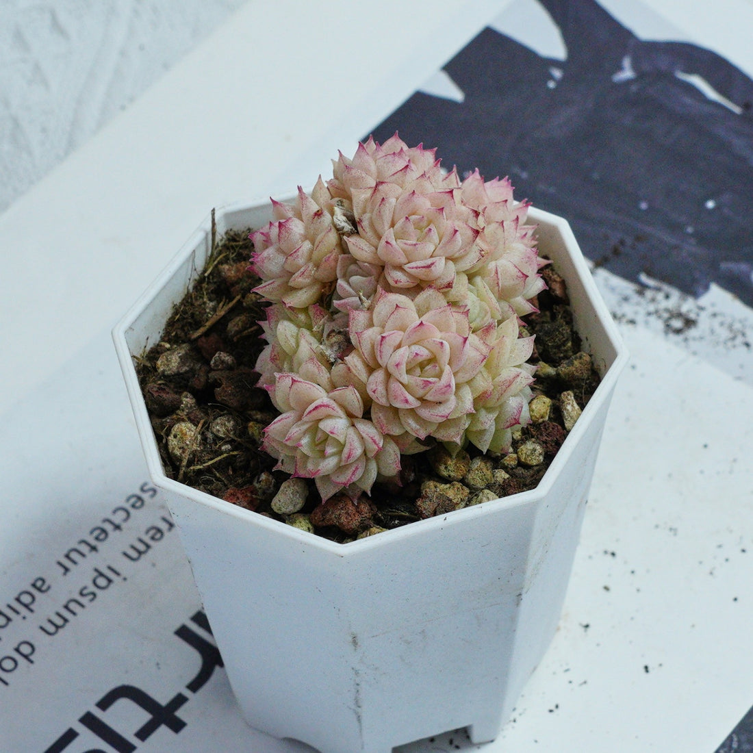3'' Echeveria Pink Queen, Rare Live Succulent Plants