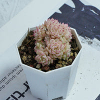 3'' Echeveria Pink Queen, Rare Live Succulent Plants
