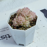 3'' Echeveria Pink Queen, Rare Live Succulent Plants