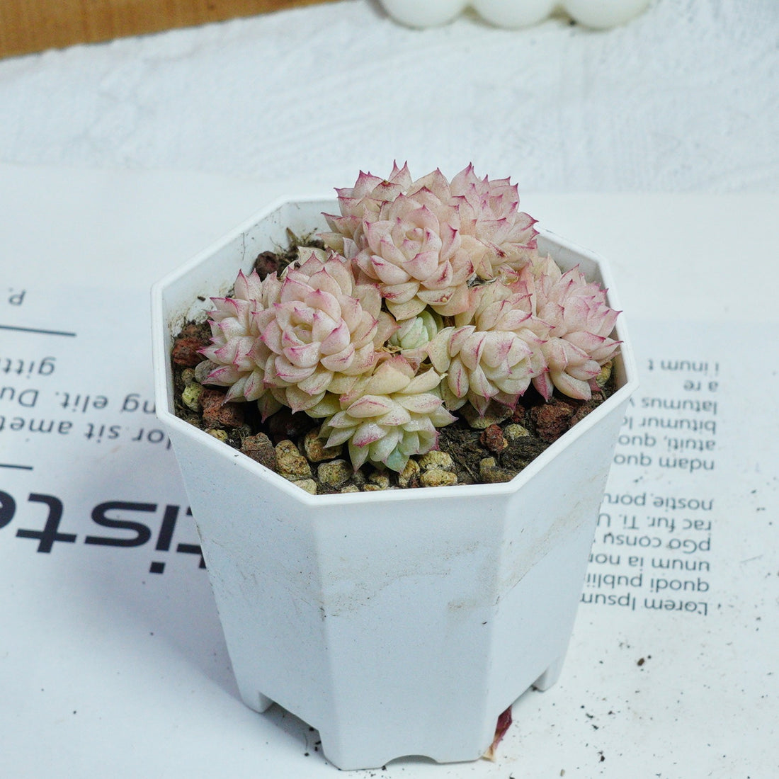 3'' Echeveria Pink Queen, Rare Live Succulent Plants
