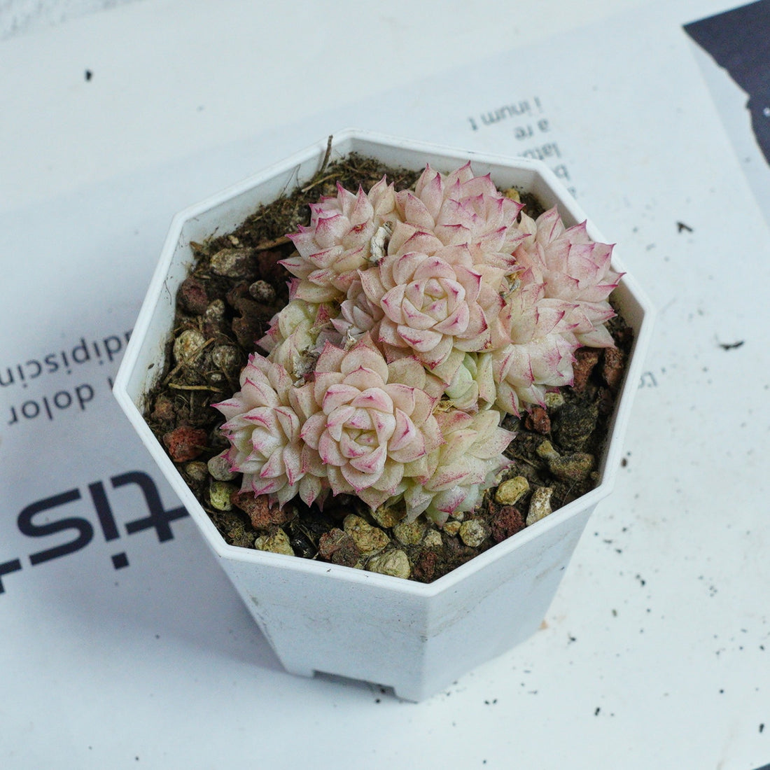 3'' Echeveria Pink Queen, Rare Live Succulent Plants