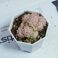 3'' Echeveria Pink Queen, Rare Live Succulent Plants