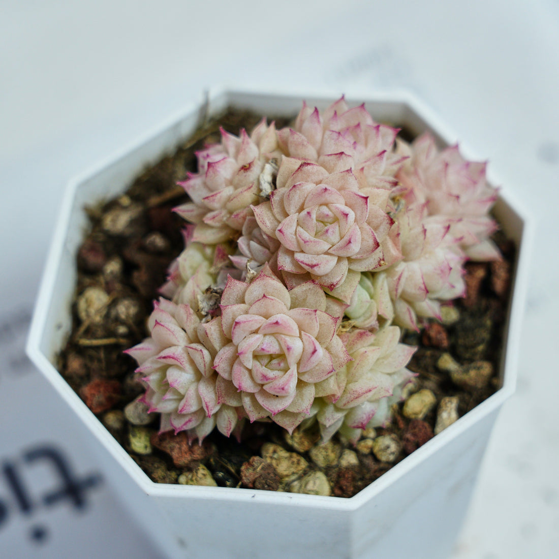 3'' Echeveria Pink Queen, Rare Live Succulent Plants