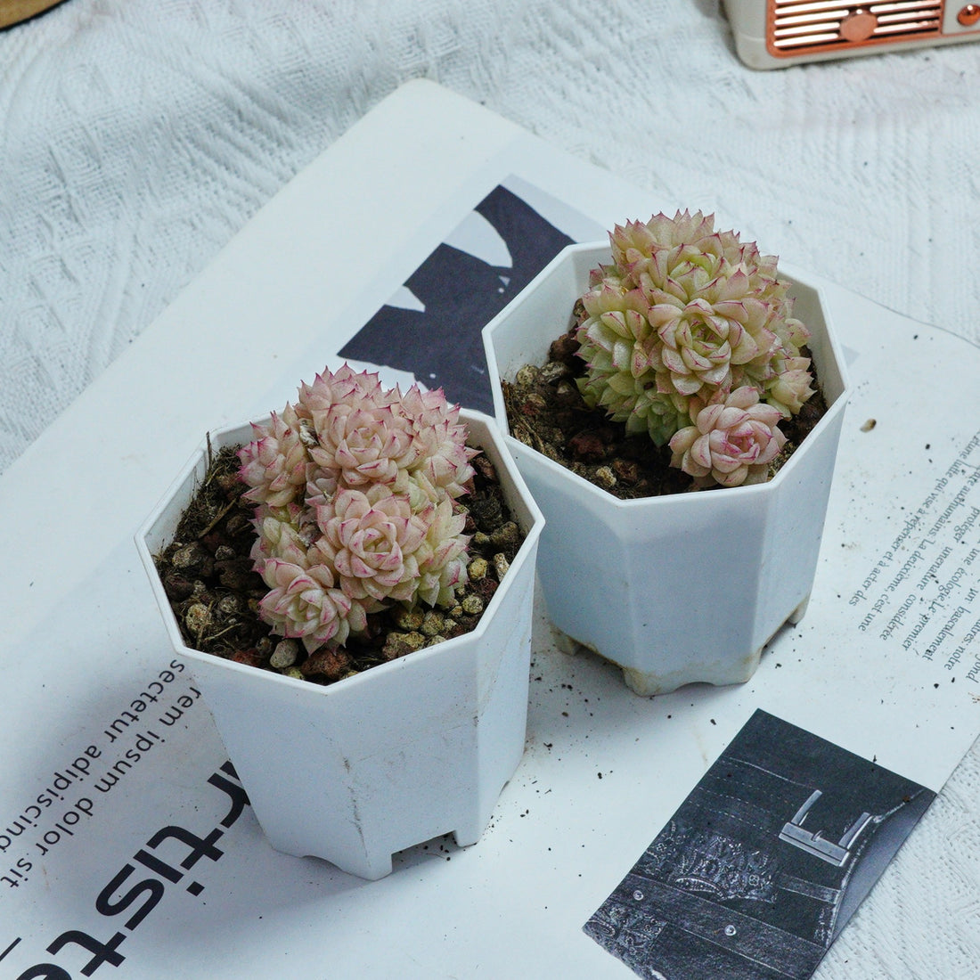 3'' Echeveria Pink Queen, Rare Live Succulent Plants