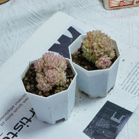 3'' Echeveria Pink Queen, Rare Live Succulent Plants
