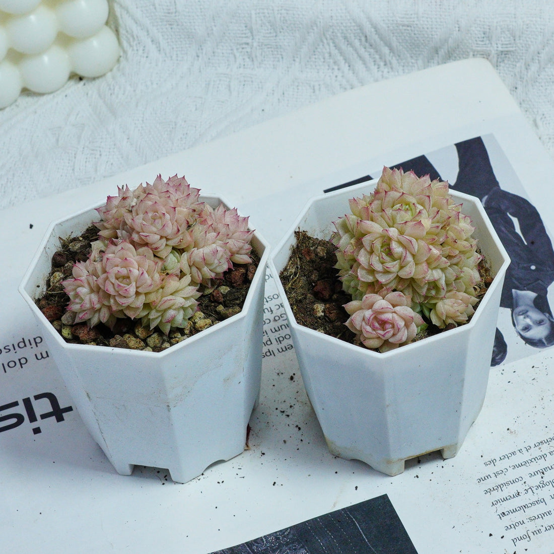 3'' Echeveria Pink Queen, Rare Live Succulent Plants