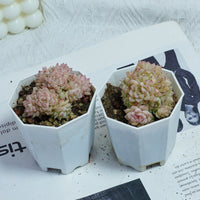 3'' Echeveria Pink Queen, Rare Live Succulent Plants