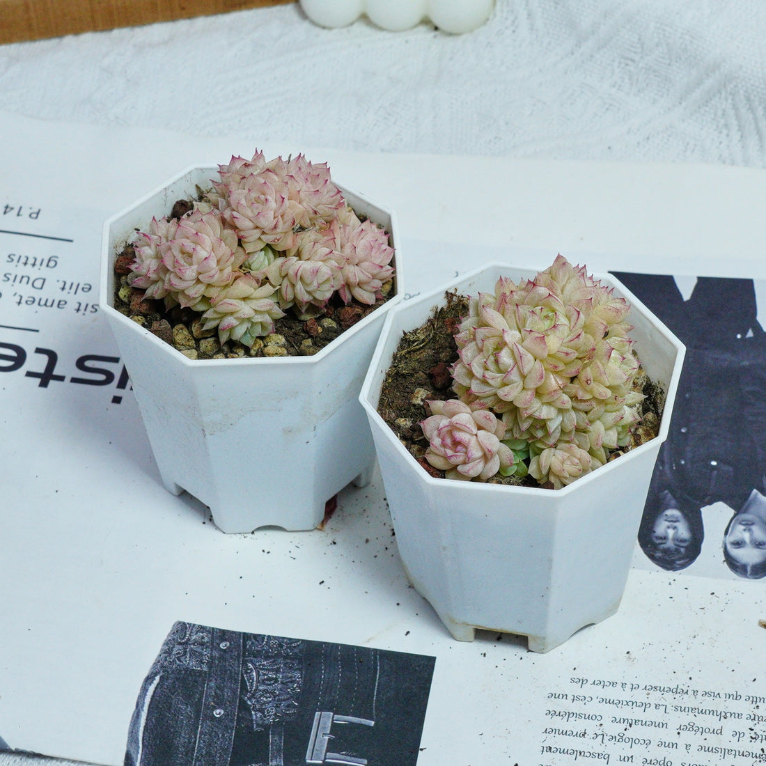 3'' Echeveria Pink Queen, Rare Live Succulent Plants