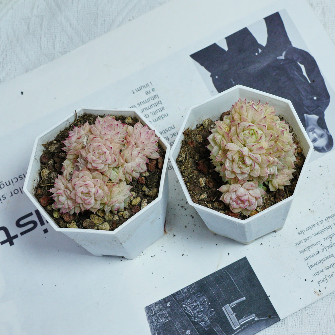 3'' Echeveria Pink Queen, Rare Live Succulent Plants