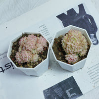 3'' Echeveria Pink Queen, Rare Live Succulent Plants