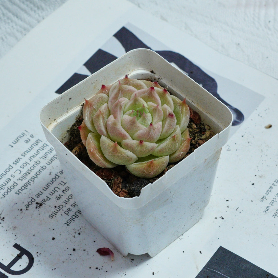 2'' Echeveria Kovadi, Rare Live Succulent Plants