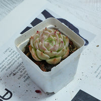 2'' Echeveria Kovadi, Rare Live Succulent Plants