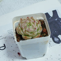 2'' Echeveria Kovadi, Rare Live Succulent Plants