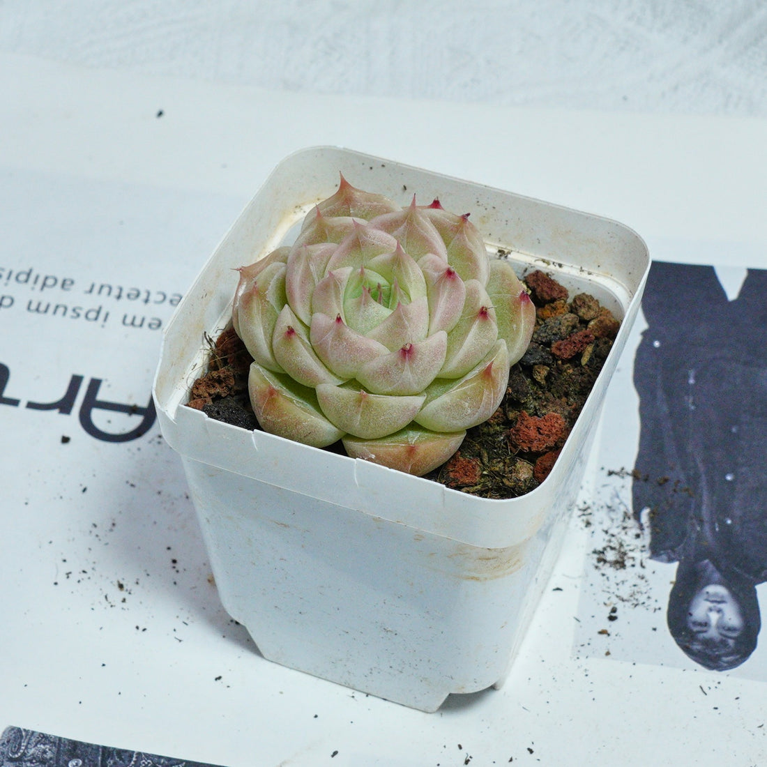 2'' Echeveria Kovadi, Rare Live Succulent Plants