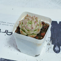 2'' Echeveria Kovadi, Rare Live Succulent Plants
