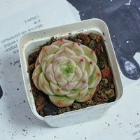 2'' Echeveria Kovadi, Rare Live Succulent Plants