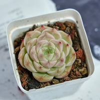 2'' Echeveria Kovadi, Rare Live Succulent Plants