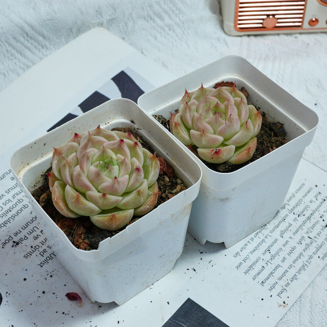2'' Echeveria Kovadi, Rare Live Succulent Plants