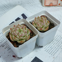 2'' Echeveria Kovadi, Rare Live Succulent Plants