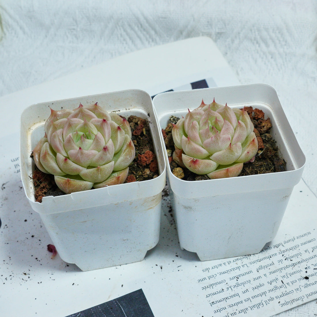 2'' Echeveria Kovadi, Rare Live Succulent Plants