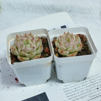 2'' Echeveria Kovadi, Rare Live Succulent Plants