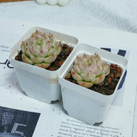 2'' Echeveria Kovadi, Rare Live Succulent Plants