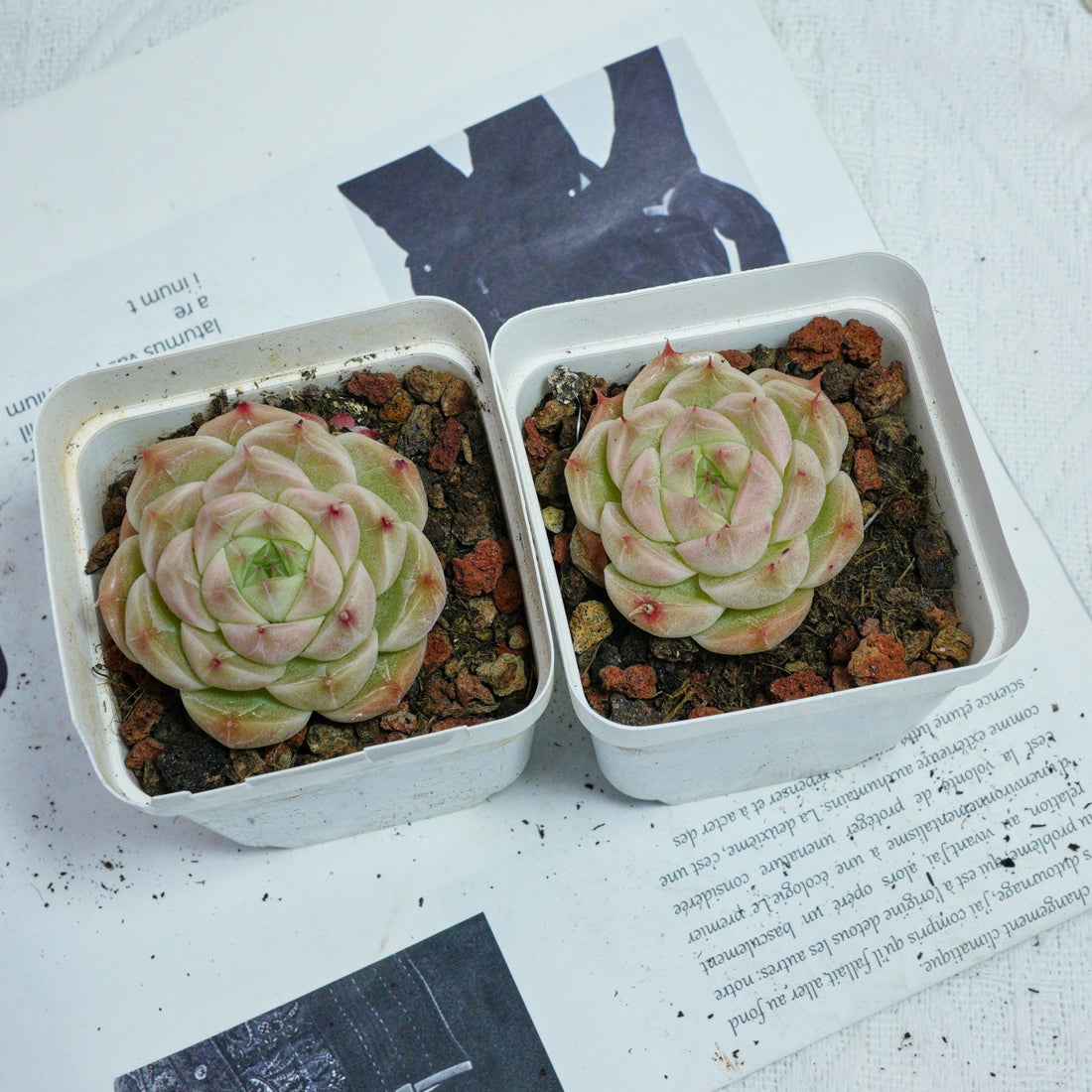 2'' Echeveria Kovadi, Rare Live Succulent Plants