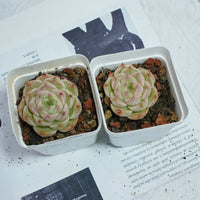 2'' Echeveria Kovadi, Rare Live Succulent Plants