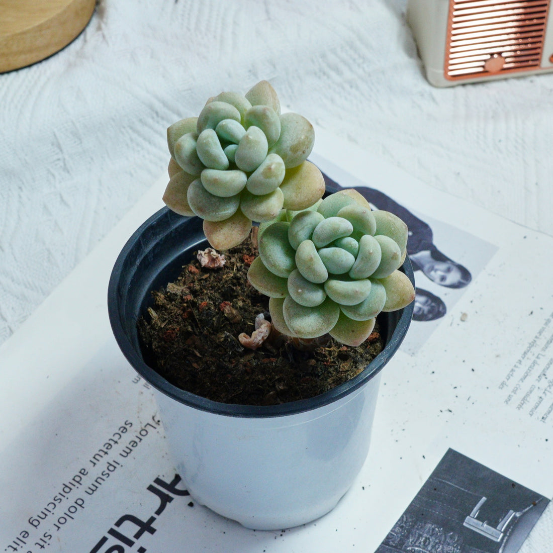 4'' Echeveria Hani, Rare Live Succulent Plants