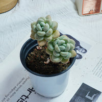 4'' Echeveria Hani, Rare Live Succulent Plants