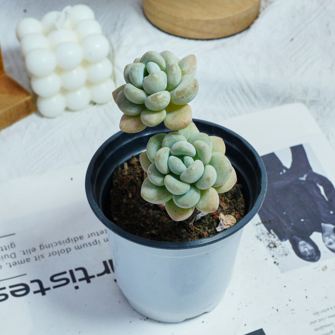 4'' Echeveria Hani, Rare Live Succulent Plants