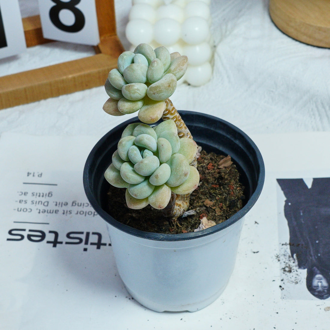 4'' Echeveria Hani, Rare Live Succulent Plants