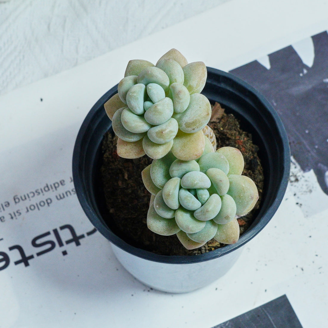 4'' Echeveria Hani, Rare Live Succulent Plants