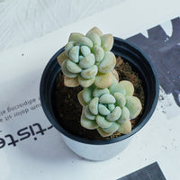 4'' Echeveria Hani, Rare Live Succulent Plants