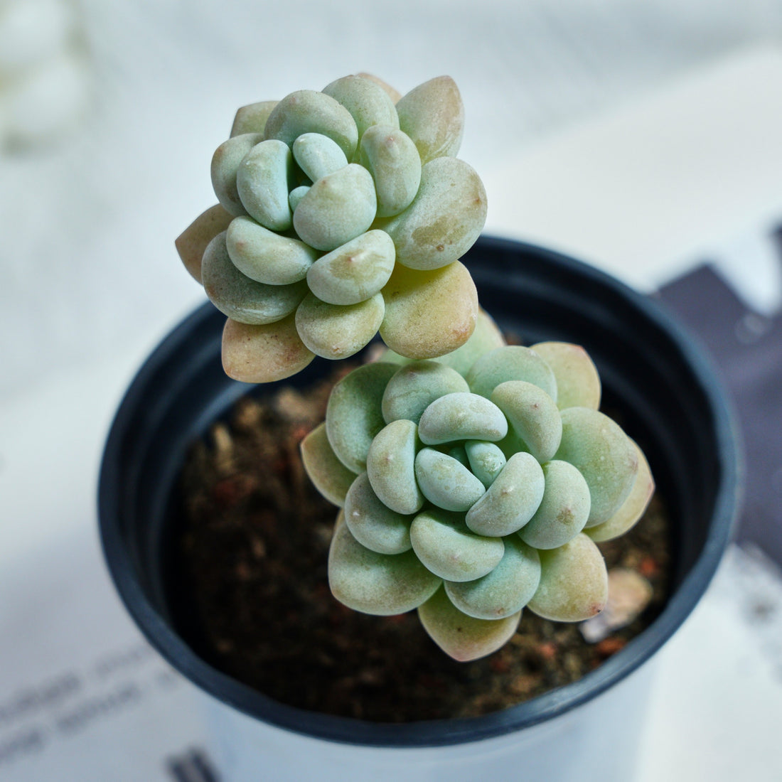 4'' Echeveria Hani, Rare Live Succulent Plants