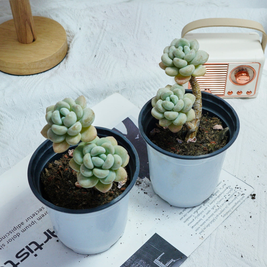 4'' Echeveria Hani, Rare Live Succulent Plants