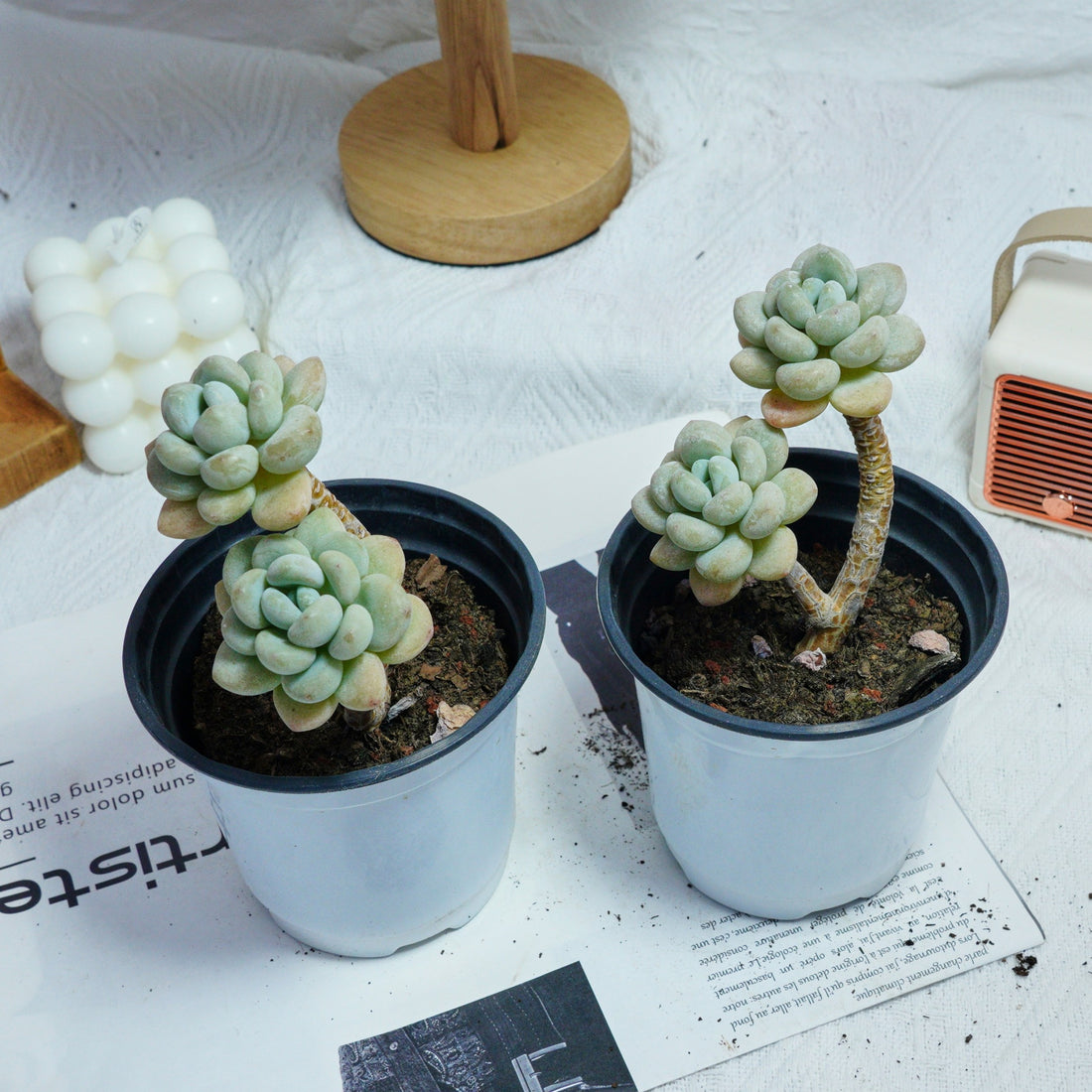 4'' Echeveria Hani, Rare Live Succulent Plants