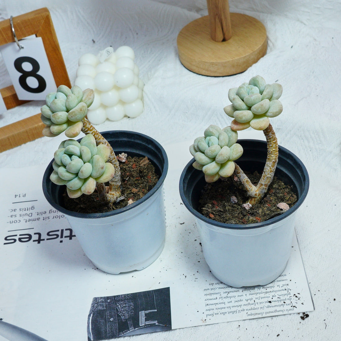4'' Echeveria Hani, Rare Live Succulent Plants