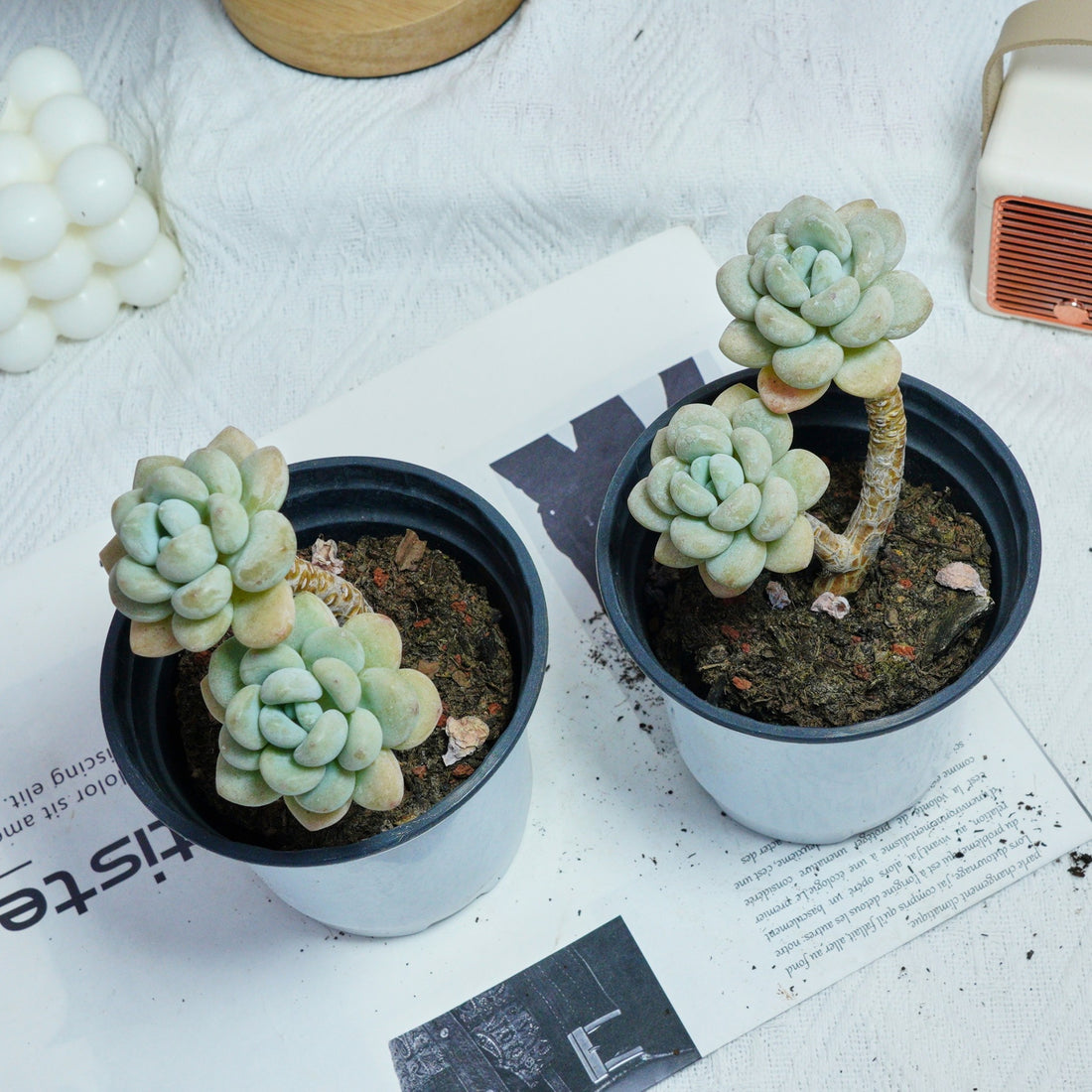 4'' Echeveria Hani, Rare Live Succulent Plants