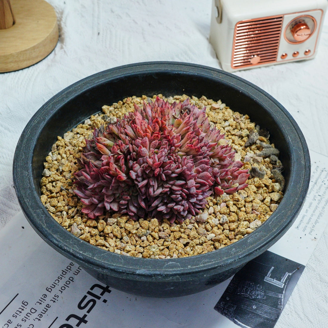 4'' Echeveria Cuspidata Crested, Rare Live Succulent Plants