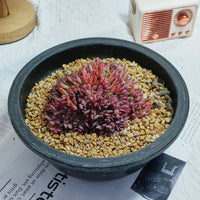 4'' Echeveria Cuspidata Crested, Rare Live Succulent Plants