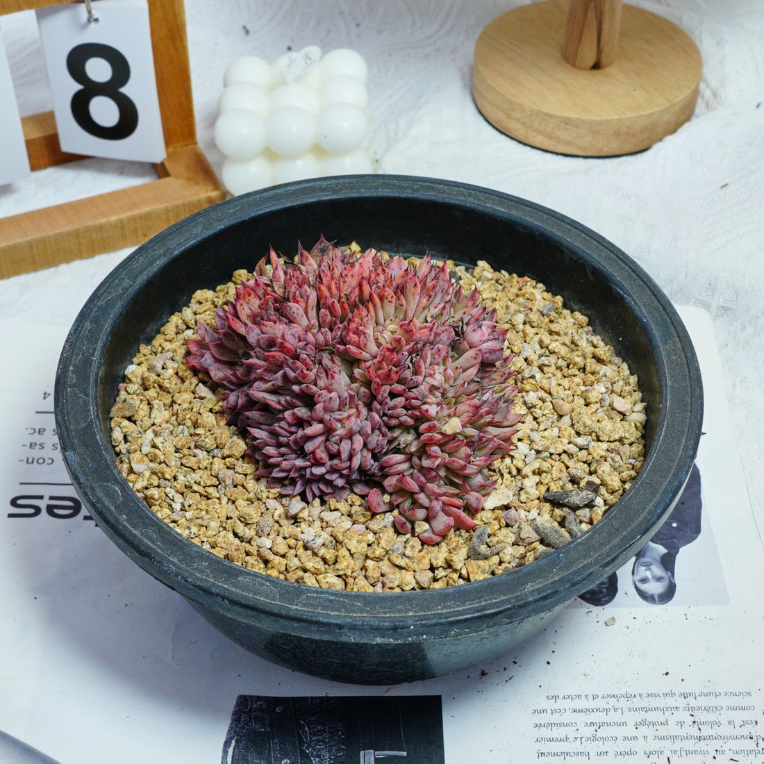 4'' Echeveria Cuspidata Crested, Rare Live Succulent Plants