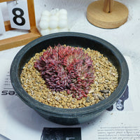 4'' Echeveria Cuspidata Crested, Rare Live Succulent Plants