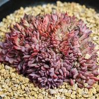 4'' Echeveria Cuspidata Crested, Rare Live Succulent Plants
