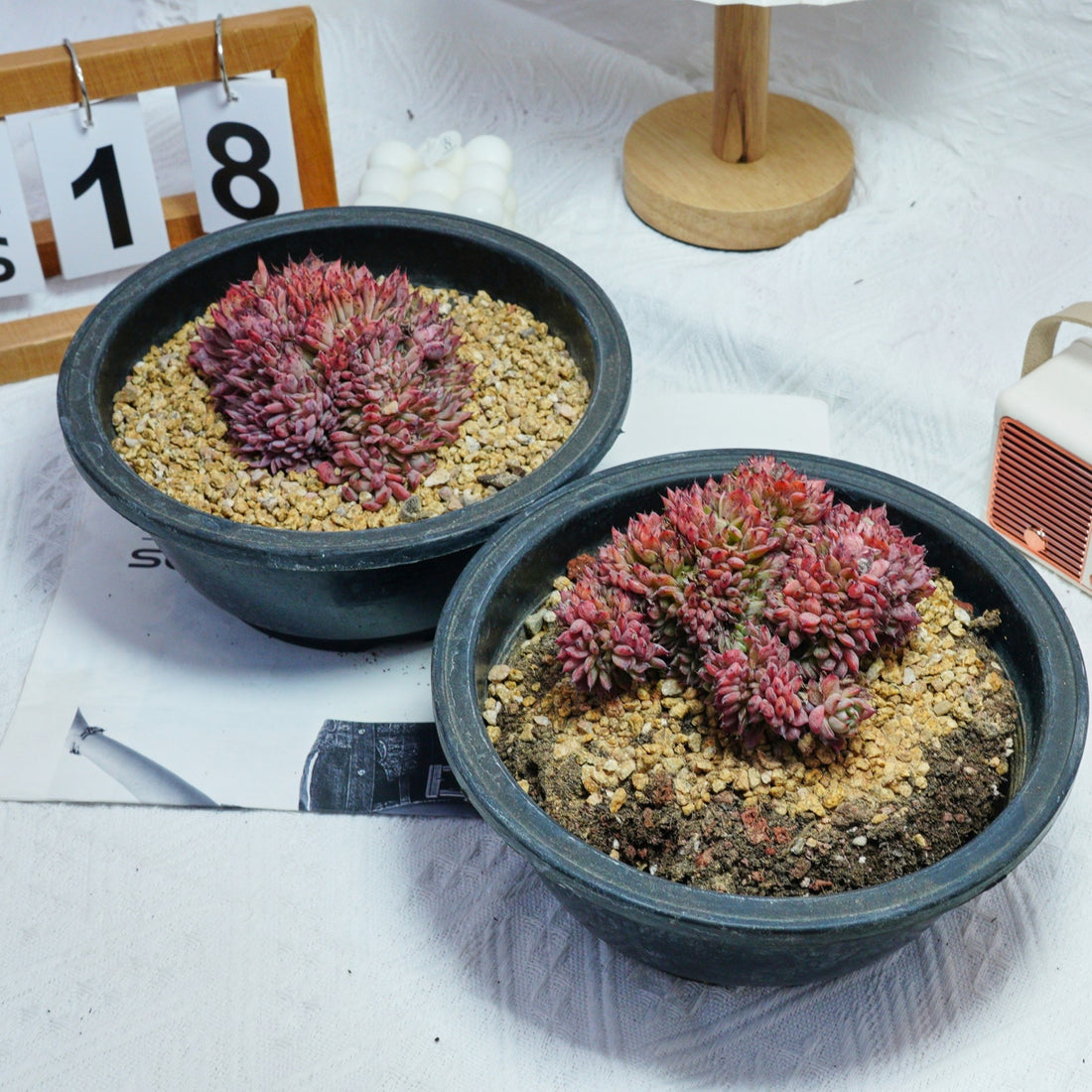 4'' Echeveria Cuspidata Crested, Rare Live Succulent Plants