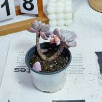 3'' Echeveria Sakura Fall, Rare Live Succulent Plants