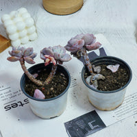3'' Echeveria Sakura Fall, Rare Live Succulent Plants