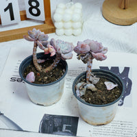 3'' Echeveria Sakura Fall, Rare Live Succulent Plants