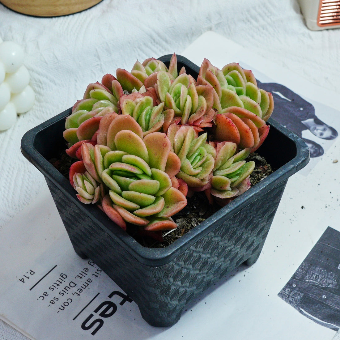 5'' Echeveria Ice Rose Variegated, Rare Live Succulent Plants